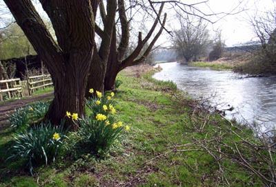 Daffodils on the Coln