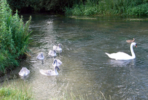 Swans on the Coln
